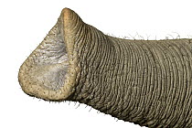 African Elephant (Loxodonta africana) trunk, native to Africa