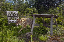 Coyote (Canis latrans) male walking through patio furniture, Gloucester, Cape Ann, eastern Massachusetts