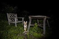 Coyote (Canis latrans) pup next to patio furniture at night, Gloucester, Cape Ann, eastern Massachusetts