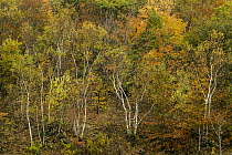 Yellow Birch (Betula alleghaniensis) and Sugar Maple (Acer saccharum) trees in northern hardwood forest in autumn, Williamstown, Berkshires, Massachusetts