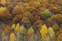 Yellow Birch (Betula alleghaniensis) and Sugar Maple (Acer saccharum) trees in northern hardwood forest in autumn, Williamstown, Berkshires, Massachusetts