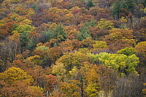 Sugar Maple (Acer saccharum) trees in northern hardwood forest in autumn, Williamstown, Berkshires, Massachusetts