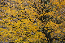 Sugar Maple (Acer saccharum) tree in autumn, Williamstown, Berkshires, Massachusetts