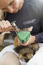 Santa Catalina Island Fox (Urocyon littoralis catalinae) biologist, Julie King, checking for ear mites during vaccination and health check up, Santa Catalina Island, Channel Islands, California