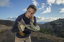 Santa Catalina Island Fox (Urocyon littoralis catalinae) biologist, Julie King, carrying fox during vaccination and health check up, Santa Catalina Island, Channel Islands, California