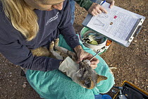 Santa Catalina Island Fox (Urocyon littoralis catalinae) biologists, Julie King and Rebekah Rudy, examining teeth of fox during vaccination and health check up, Santa Catalina Island, Channel Islands,...