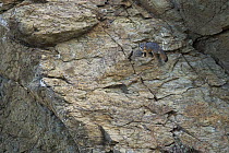 Santa Catalina Island Fox (Urocyon littoralis catalinae) on cliff, Santa Catalina Island, Channel Islands, California