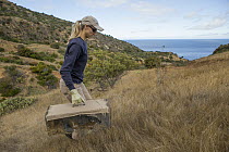 Santa Catalina Island Fox (Urocyon littoralis catalinae) biologist, Julie King, carrying trapped fox during vaccination and health check up, Santa Catalina Island, Channel Islands, California