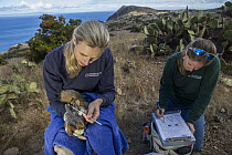 Santa Catalina Island Fox (Urocyon littoralis catalinae) biologists, Julie King and Rebekah Rudy, examining teeth of fox during vaccination and health check up, Santa Catalina Island, Channel Islands,...