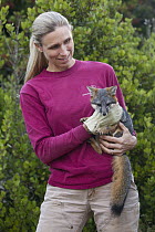 Santa Catalina Island Fox (Urocyon littoralis catalinae) biologist, Julie King, carrying fox during vaccination and health check up, Santa Catalina Island, Channel Islands, California
