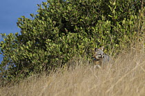Santa Catalina Island Fox (Urocyon littoralis catalinae) male with collar, Santa Catalina Island, Channel Islands, California
