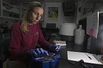 Santa Catalina Island Fox (Urocyon littoralis catalinae) biologist, Julie King, doing blood work, Santa Catalina Island, Channel Islands, California