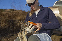 Santa Catalina Island Fox (Urocyon littoralis catalinae) biologist, Julie King, looking for PIT tag in fox during vaccination and health check up, Santa Catalina Island, Channel Islands, California