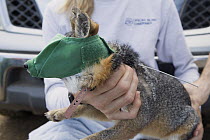 Santa Catalina Island Fox (Urocyon littoralis catalinae) biologist, Julie King, placing collar on unvaccinated male to act as an early indicator for canine distemper virus, Santa Catalina Island, Chan...