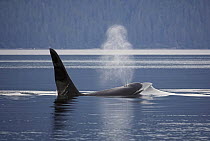 Orca (Orcinus orca) male breathing at surface, Prince William Sound, Alaska
