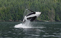 Orca (Orcinus orca) male breaching, Prince William Sound, Alaska