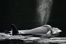 Orca (Orcinus orca) female breathing at surface, Prince William Sound, Alaska