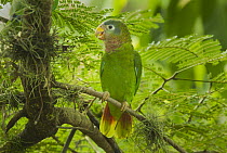 Yellow-billed Parrot (Amazona collaria), Jamaica
