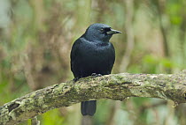 Jamaican Blackbird (Nesopsar nigerrimus), Blue and John Crow Mountains National Park, Jamaica