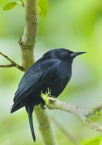 Jamaican Blackbird (Nesopsar nigerrimus), Blue and John Crow Mountains National Park, Jamaica