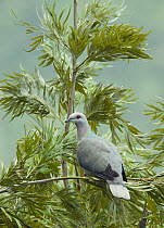 Ring-tailed Pigeon (Columba caribaea), Blue and John Crow Mountains National Park, Jamaica