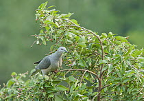 Ring-tailed Pigeon (Columba caribaea), Blue and John Crow Mountains National Park, Jamaica