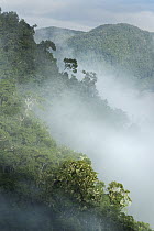 Mist over montane rainforest canopy, Blue and John Crow Mountains National Park, Jamaica