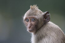 Long-tailed Macaque (Macaca fascicularis) young, Malay Peninsula, Thailand