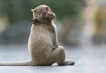Long-tailed Macaque (Macaca fascicularis) young, Malay Peninsula, Thailand
