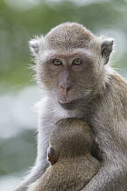 Long-tailed Macaque (Macaca fascicularis) mother and young, Malay Peninsula, Thailand