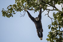 White-handed Gibbon (Hylobates lar) calling while hanging in tree, Kaeng Krachan National Park, Thailand