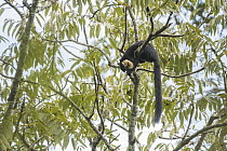 Black Giant Squirrel (Ratufa bicolor) feeding in tree, Kaeng Krachan National Park, Thailand