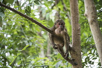 Stump-tailed Macaque (Macaca arctoides) male with full mouth, Kaeng Krachan National Park, Thailand