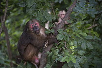 Stump-tailed Macaque (Macaca arctoides) male and young, Kaeng Krachan National Park, Thailand