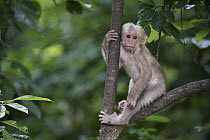 Stump-tailed Macaque (Macaca arctoides) young, Kaeng Krachan National Park, Thailand