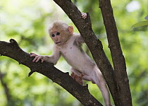 Stump-tailed Macaque (Macaca arctoides) young, Kaeng Krachan National Park, Thailand