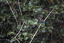 White-throated Kingfisher (Halcyon smyrnensis), Khlong Saeng Wildlife Sanctuary, Thailand