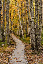 Boardwalk in deciduous forest in autumn, Acadia National Park, Maine