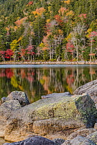 Deciduous forest and pond in autumn, Jordan Pond, Mount Desert Island, Acadia National Park, Maine