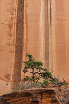 Ponderosa Pine (Pinus ponderosa) tree and water-stained cliff, Long Canyon, Grand Staircase-Escalante National Monument, Utah