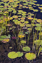 Fragrant Water Lily (Nymphaea odorata) pads on pond, Acadia National Park, Maine