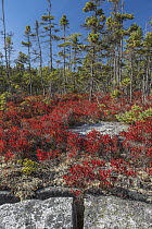 Lowbush Blueberry (Vaccinium angustifolium) bushes in autumn, Acadia National Park, Maine