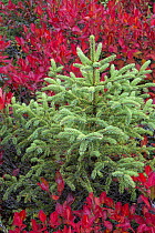 Spruce (Picea sp) tree and Lowbush Blueberry (Vaccinium angustifolium) in autumn, Acadia National Park, Maine