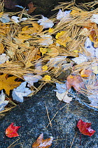 Leaves and needles in autumn, Duck Brook, Acadia National Park, Maine