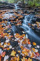 Creek in autumn, Duck Brook, Acadia National Park, Maine