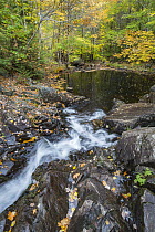 Creek flowing into pond in autumn, Duck Brook, Acadia National Park, Maine