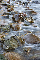 Round rocks in surf, Boulder Beach, Acadia National Park, Maine