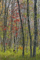 Birch (Betula sp) and Red Maple (Acer rubrum) trees in autumn, Acadia National Park, Maine