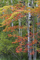 Sugar Maple (Acer saccharum) in autumn, Acadia National Park, Maine