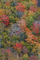 Deciduous forest in autumn, Acadia National Park, Maine